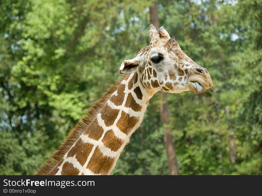 A close up of a giraffe sticking out his tongue. A close up of a giraffe sticking out his tongue.