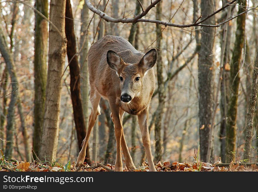 A picture of a female deer taken in a forest in indiana. A picture of a female deer taken in a forest in indiana