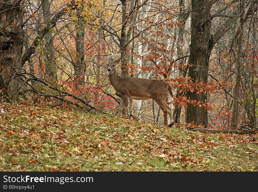 A picture of a doe taken in a state forest in indiana. A picture of a doe taken in a state forest in indiana