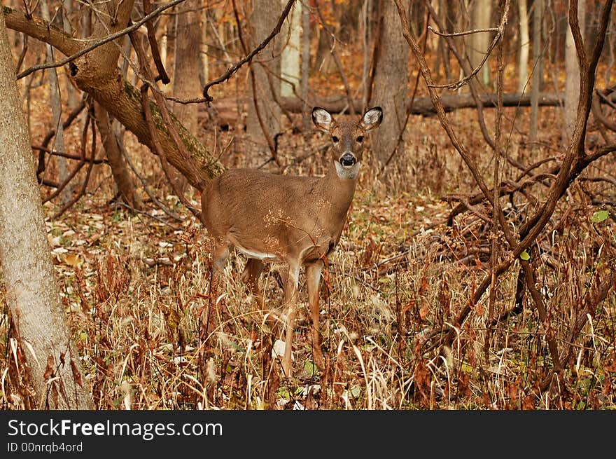 A picture of a doe taken at a state forest in indiana. A picture of a doe taken at a state forest in indiana