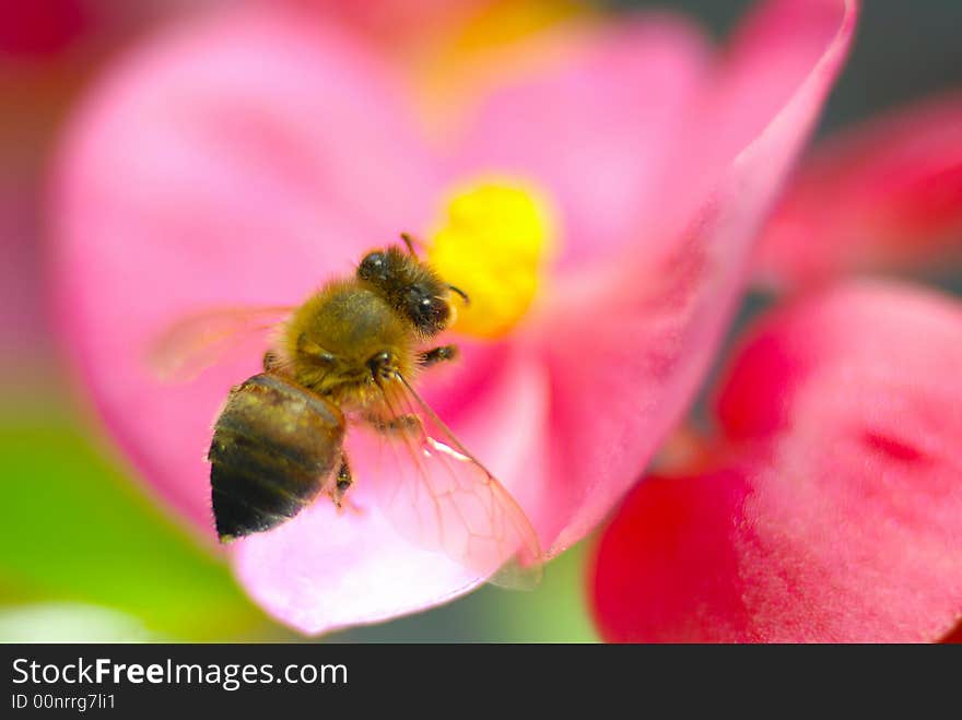 Bee with pink flower