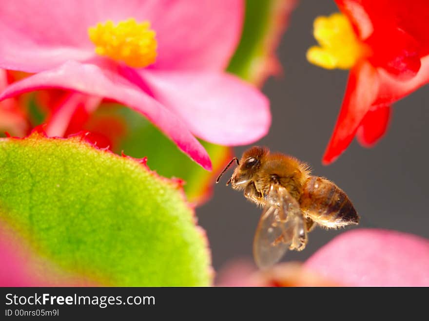 Close-up shot of Bee with flowers