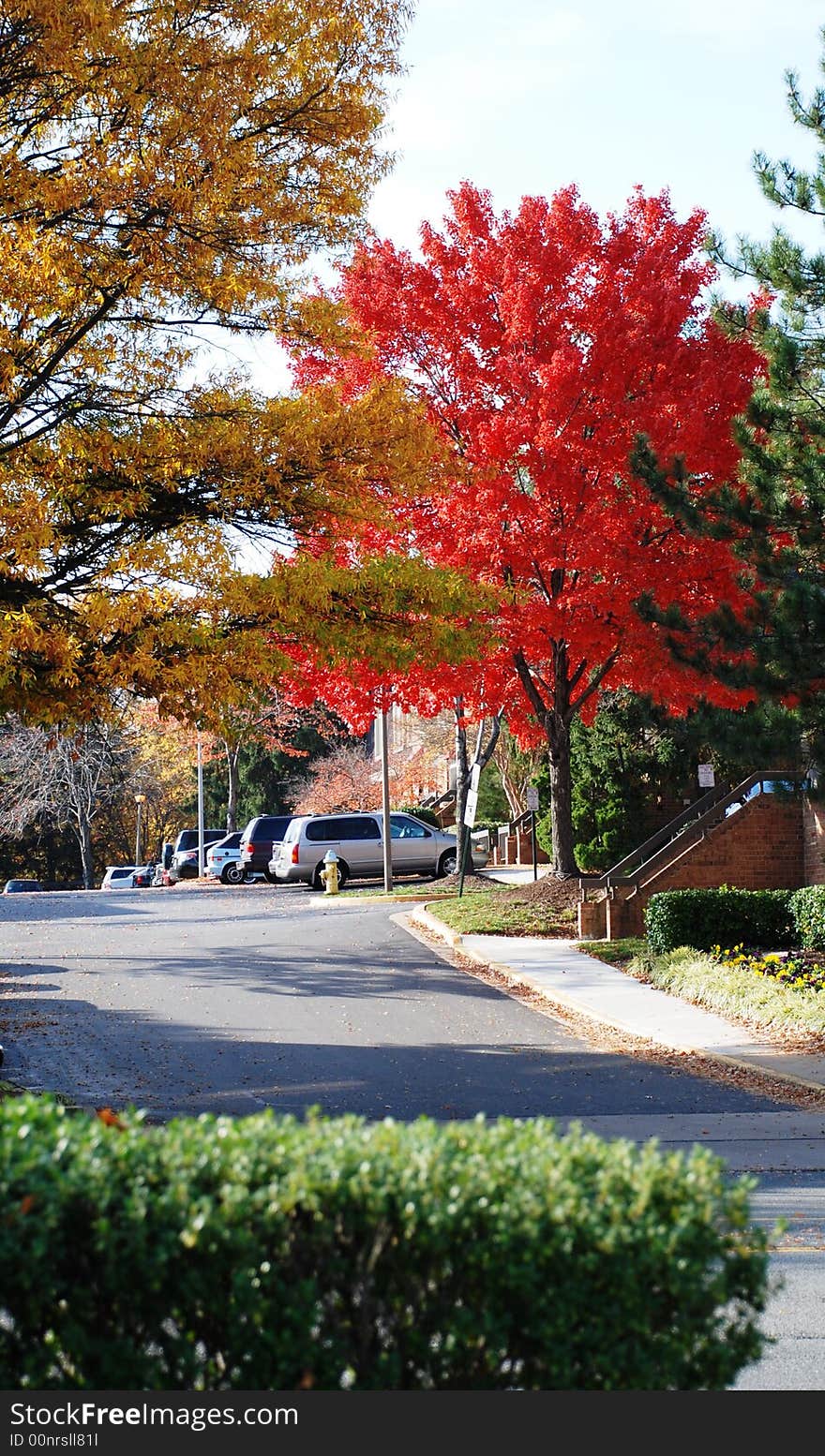 The familiar tree near to your house surprises you by coloration in the autumn. The familiar tree near to your house surprises you by coloration in the autumn.