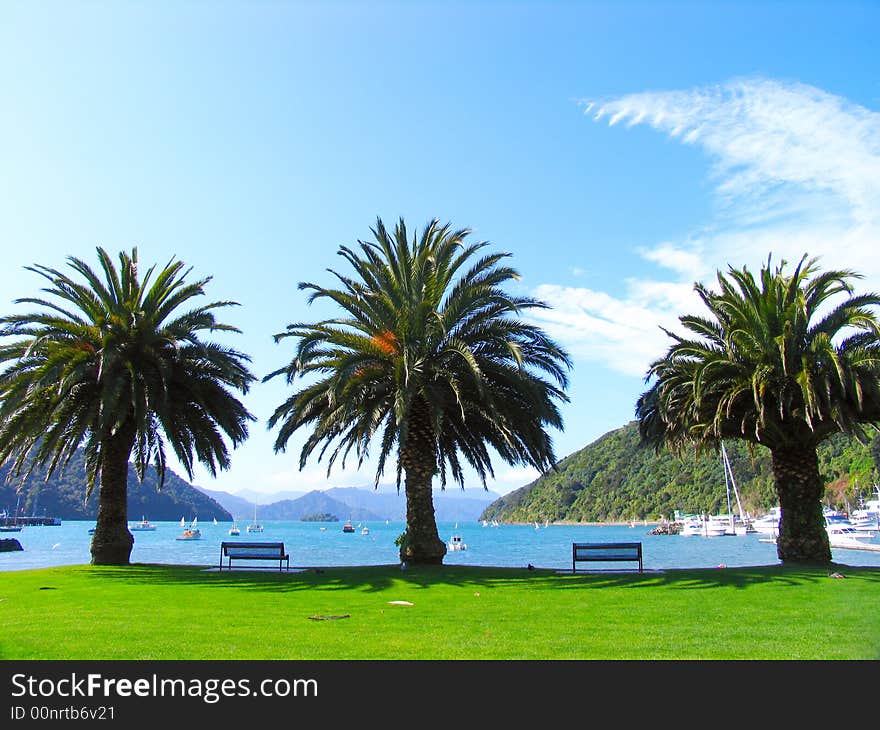 Three Palm Trees In The New Zealand