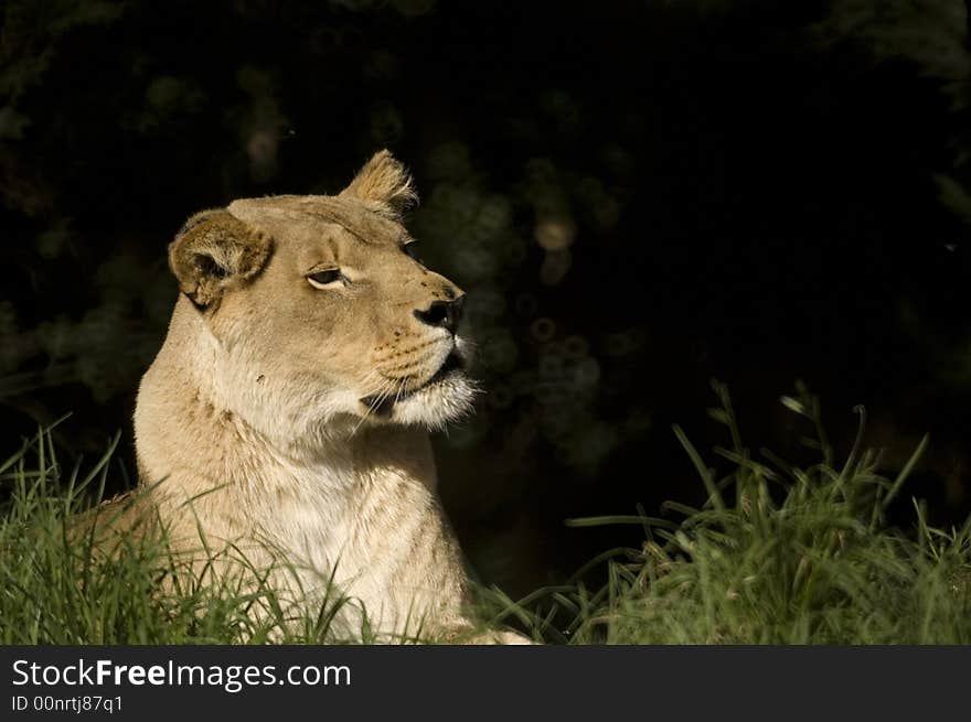 Lioness resting but very much alert