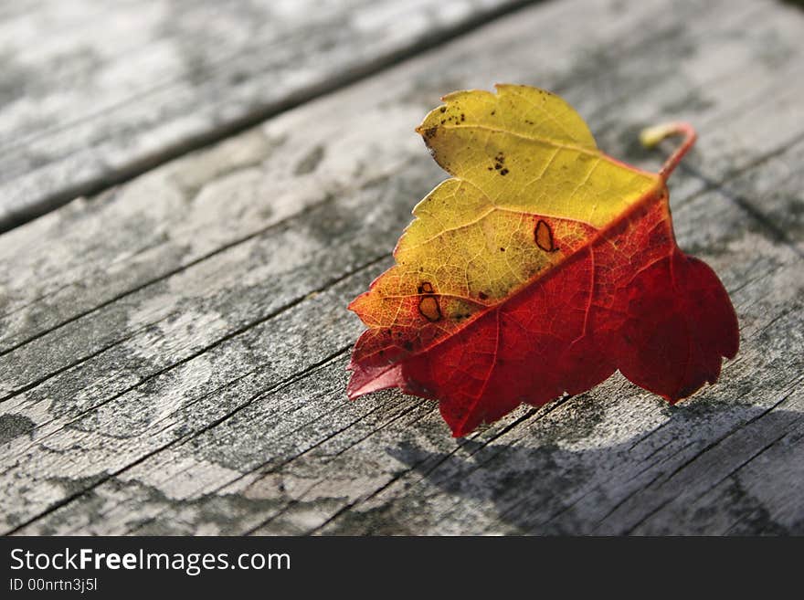 Red and yellow leaf on a picnic table.