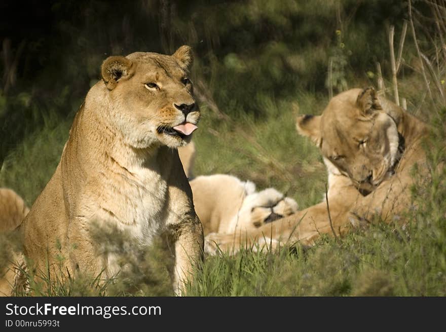 Lions stick your tongue out at me