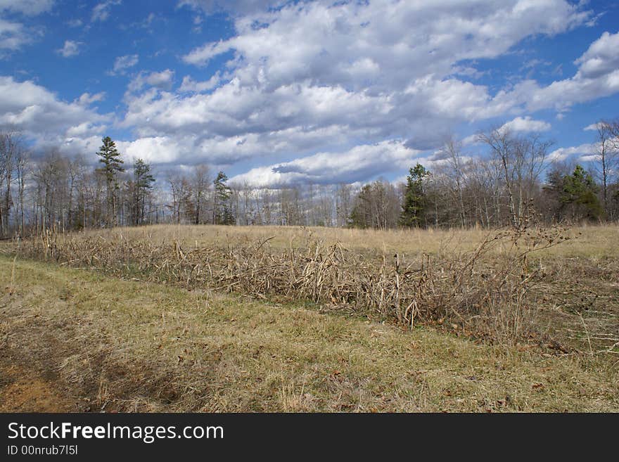 Dead Corn Field in Rural America