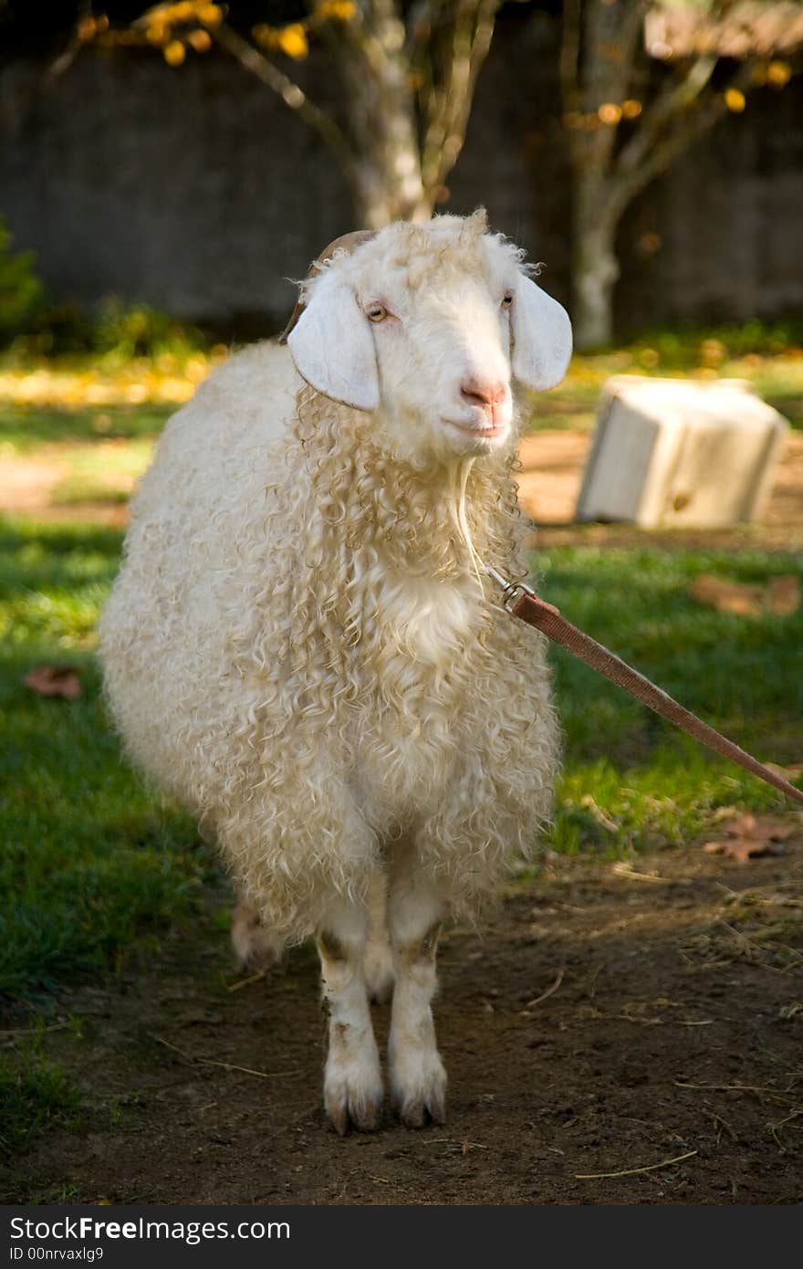 Shot of a goat standing at attention.