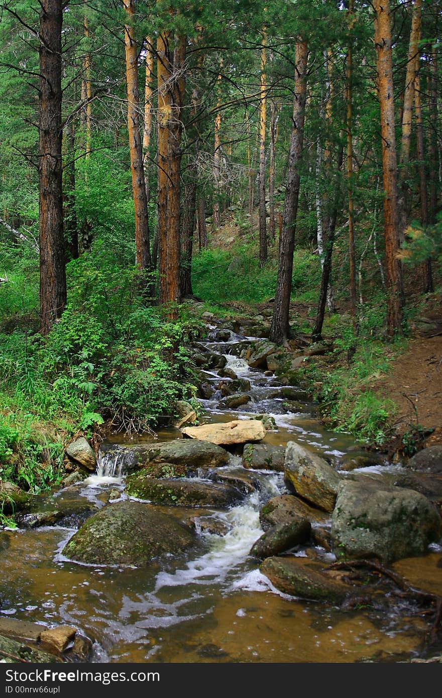 The river in the middle of a wood. The river in the middle of a wood