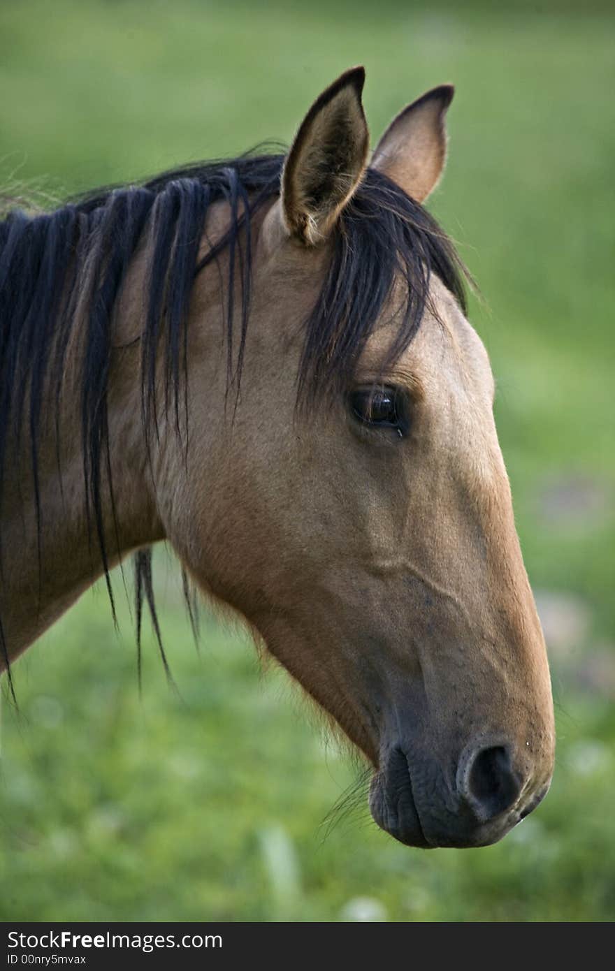 Central Asian horse, almost wild animal, livesd by itself on foothills