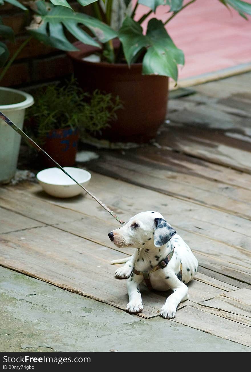 The Dalmatian was rope shackles Puppies