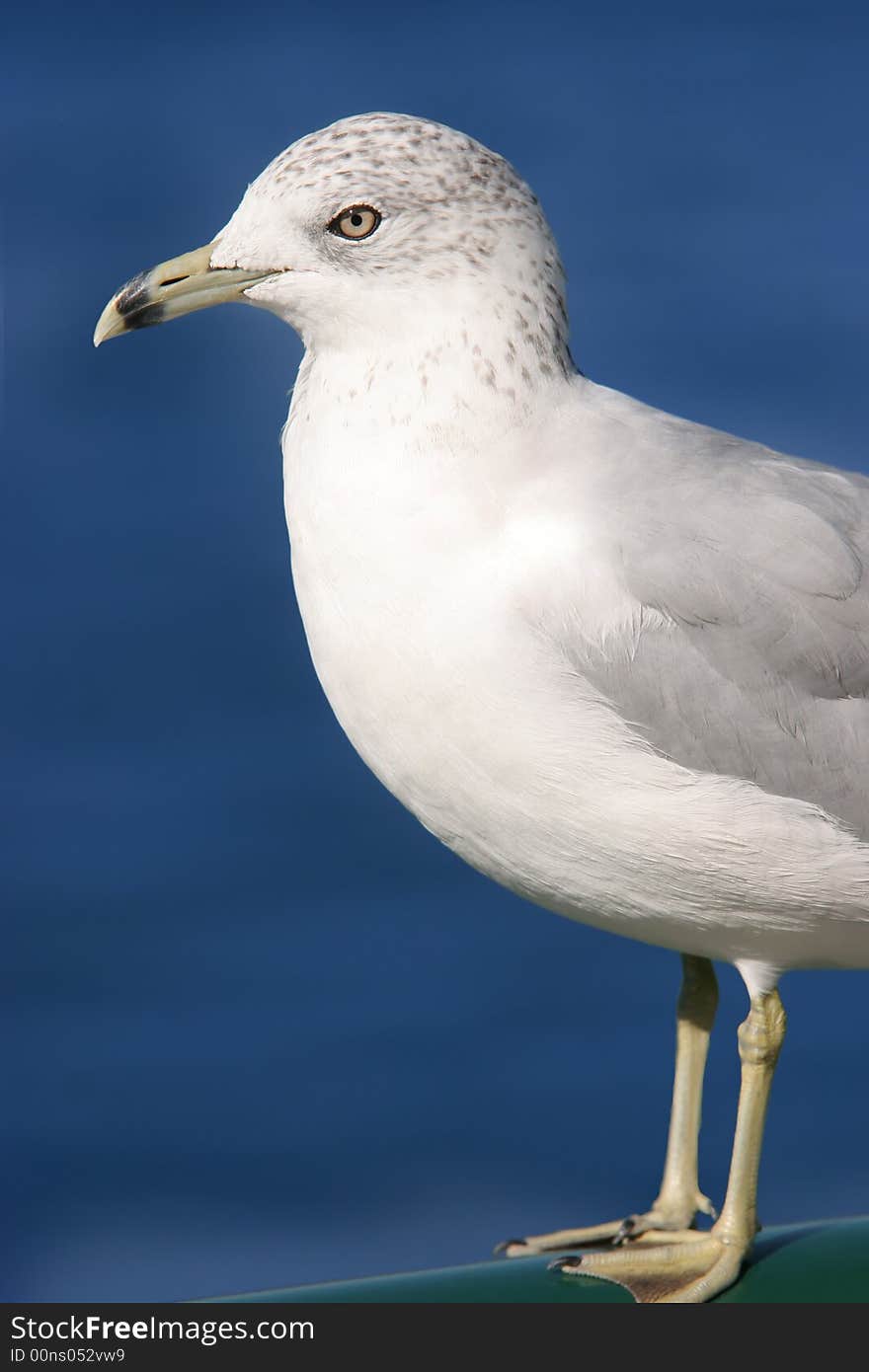 Seagull