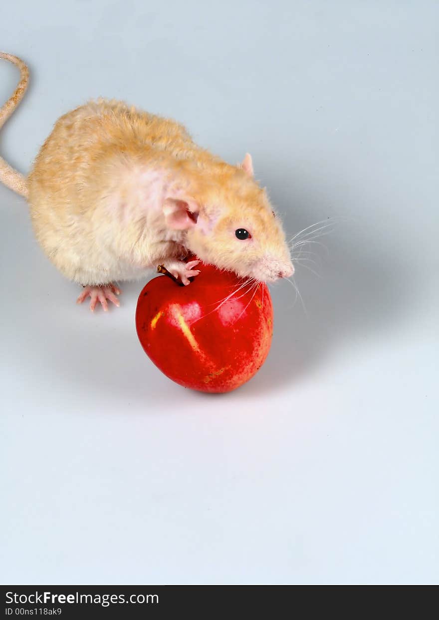 The Shaggy Rat Rolls An Apple