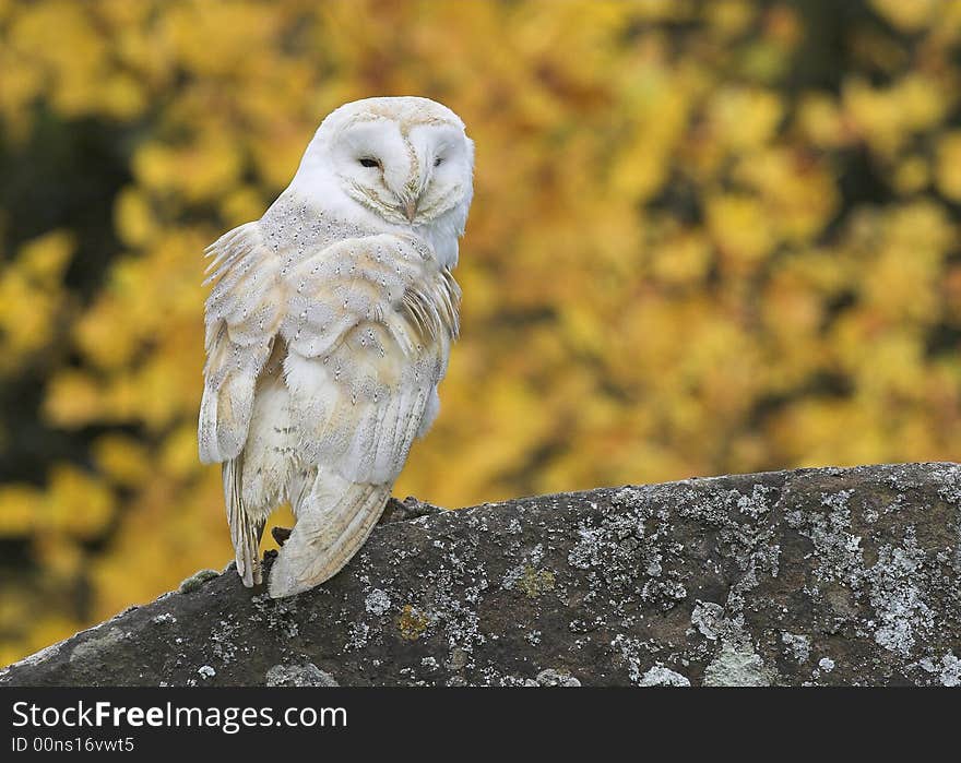 A Barn owl - Tyto alba - perched on a gravestone in a churchyard. Yellow blossom behind.