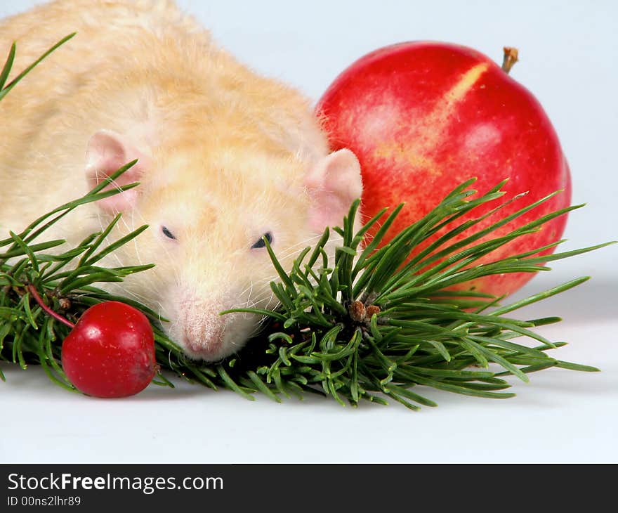 The shaggy rat washes before meal. Sitting next a red apple. The shaggy rat washes before meal. Sitting next a red apple