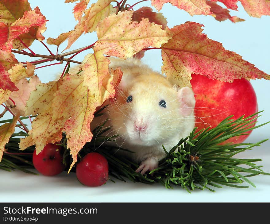 The big shaggy rat looks from under branches of a tree near to a fur-tree and an apple. The big shaggy rat looks from under branches of a tree near to a fur-tree and an apple