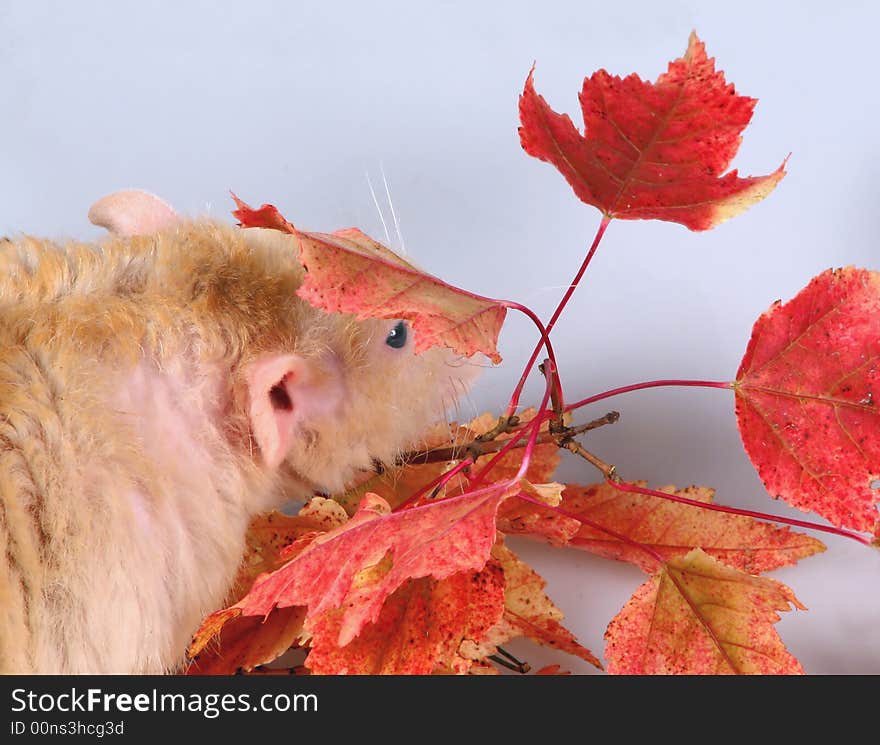 Rat under a branch