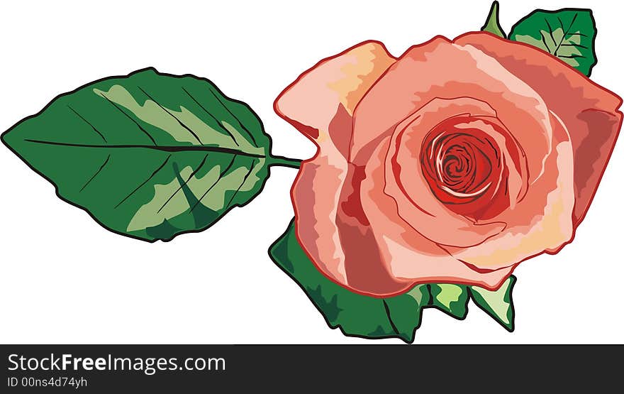 Beautiful rose. Flower. Holiday. Vector. Beautiful rose. Flower. Holiday. Vector