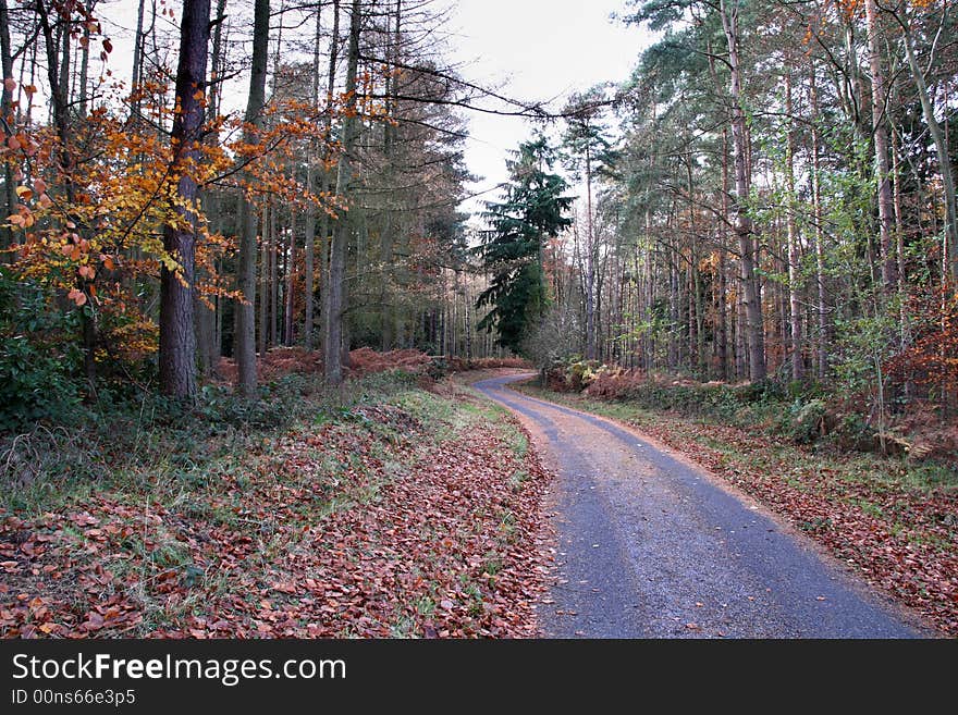 Autumn Woods