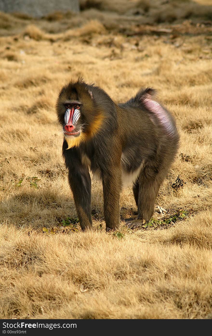 A beautiful,alert male mandrill, shot in the biggest zoo in Shanghai. A beautiful,alert male mandrill, shot in the biggest zoo in Shanghai