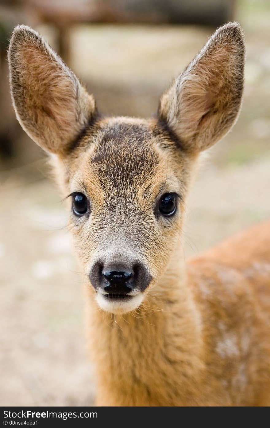 Portrait of a young dappled deer. Portrait of a young dappled deer