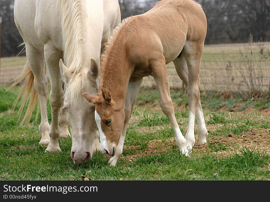 Perlino quarter horse mare and her palomino colt, grazing on green spring grass. Perlino quarter horse mare and her palomino colt, grazing on green spring grass