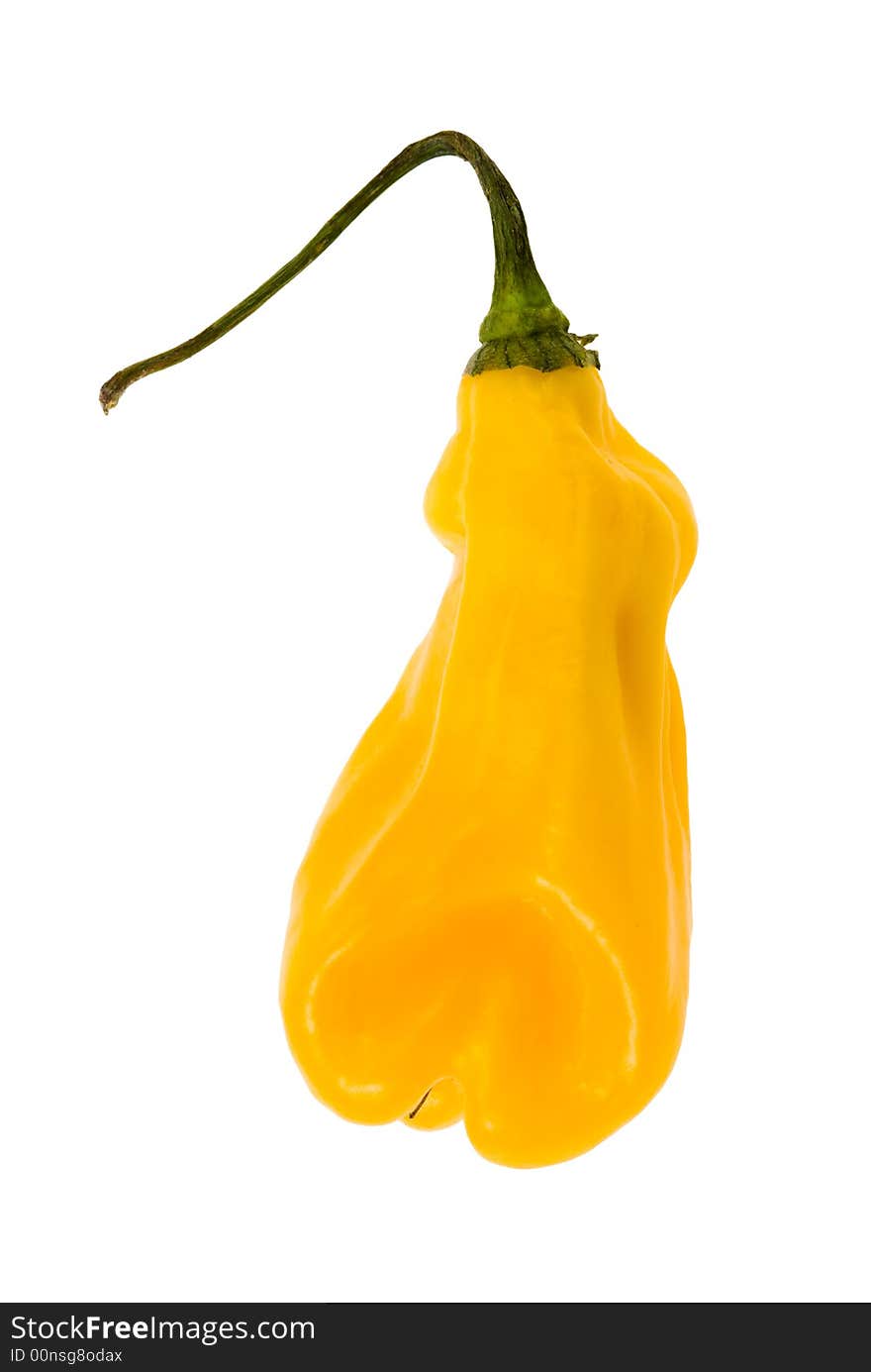 Close-up of a hot madame jeanette pepper from suriname isolated on a white background. Close-up of a hot madame jeanette pepper from suriname isolated on a white background