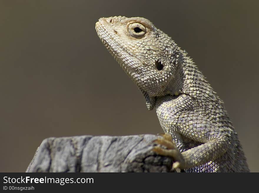 This lizard called Agama, located in Central Asia