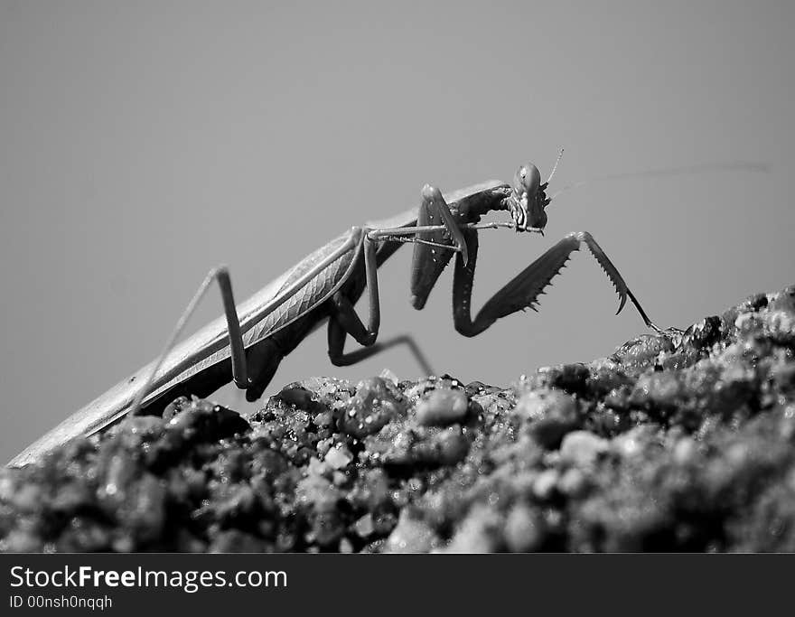 Big green mantis, also called as mantid