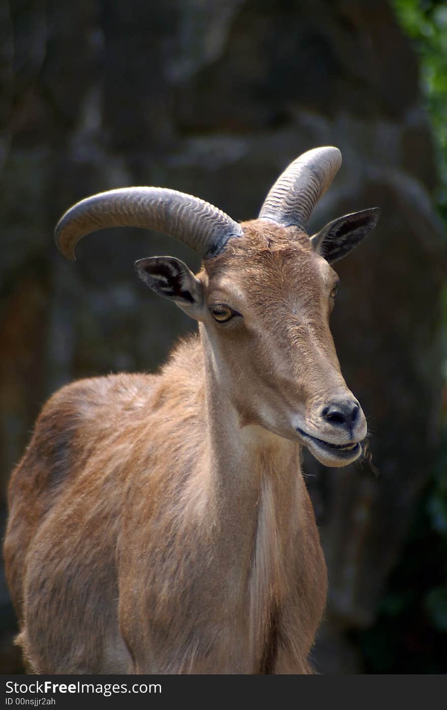 Billy-goat, Berlin zoo