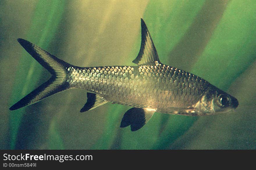 Aquarian small fish Spark to ball Barbus melanopterus