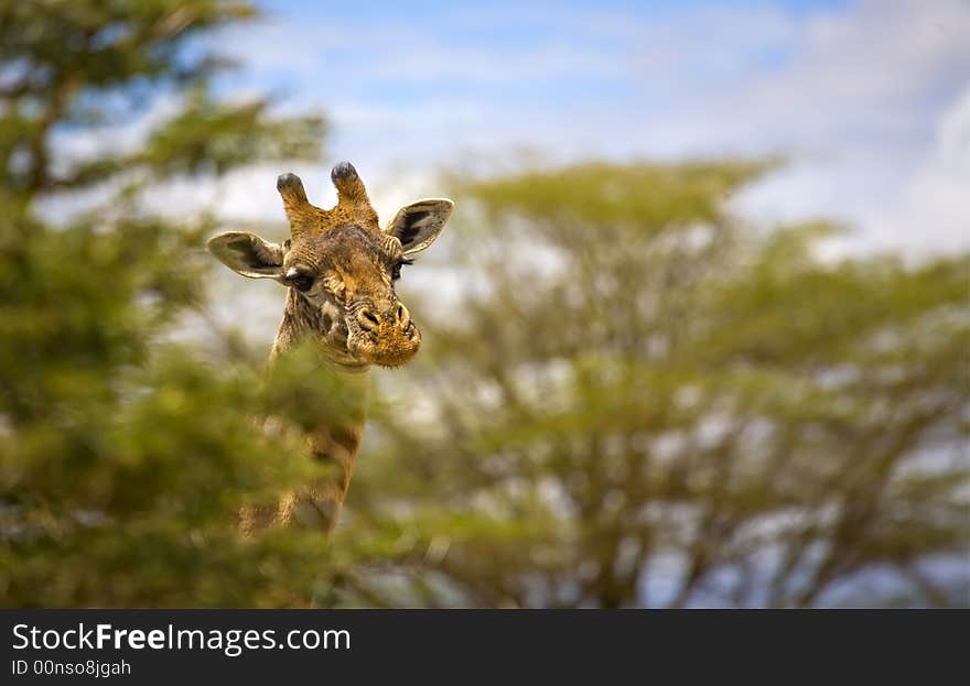 An image of a giraffe in kenya on the maasai mara national park. An image of a giraffe in kenya on the maasai mara national park.