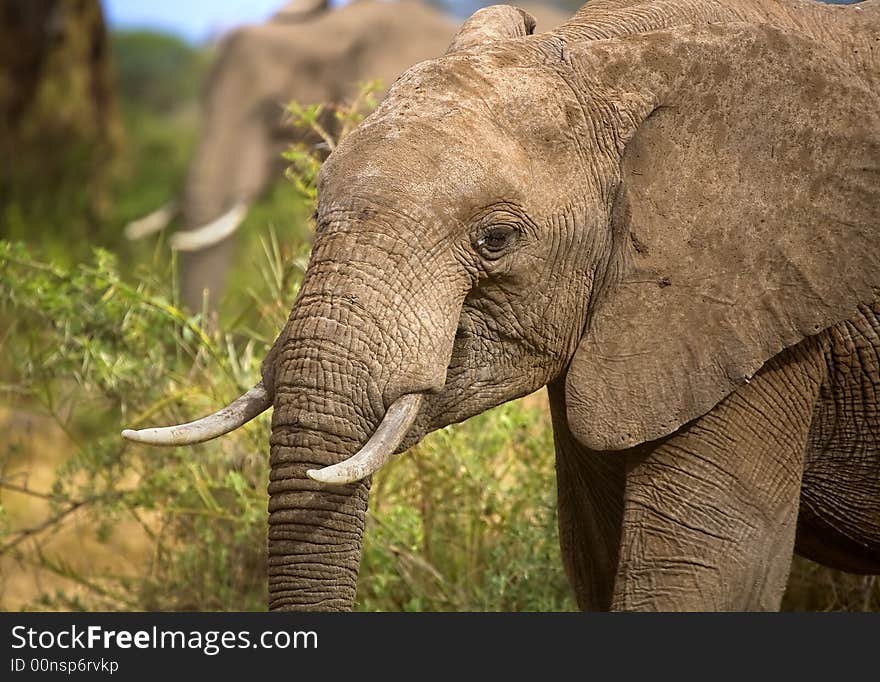 A close up image of an african elephant in kenya.