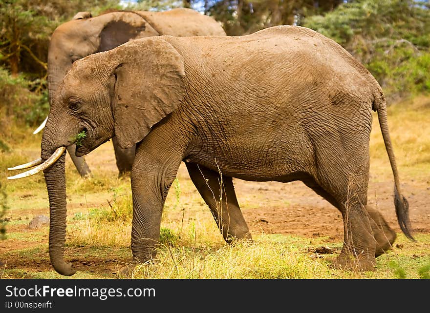 An image of an african elephant in kenya.