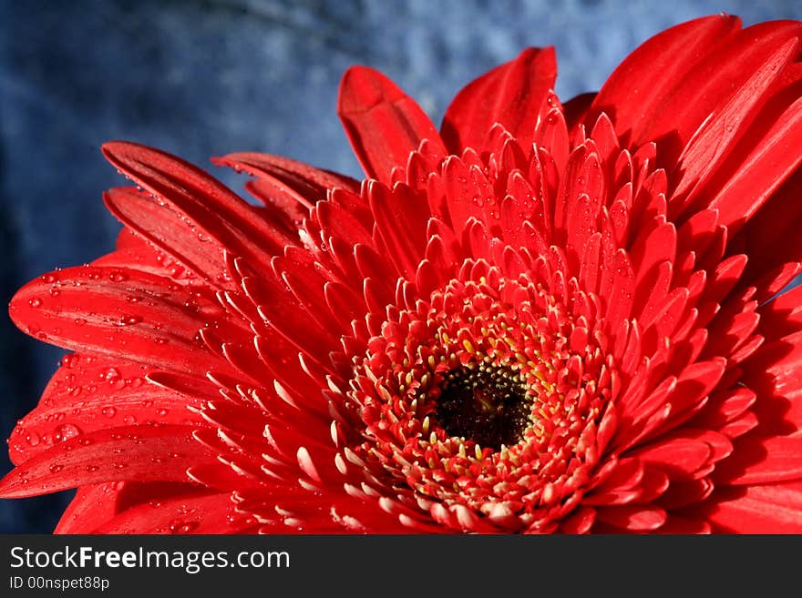 Beautiful red herbera