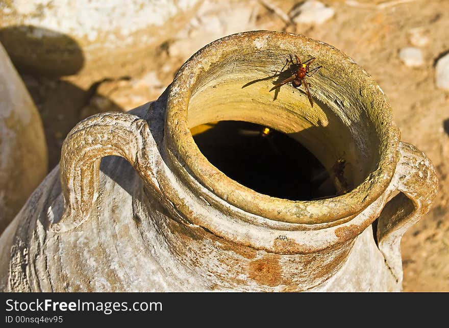 Wasp in pitcher