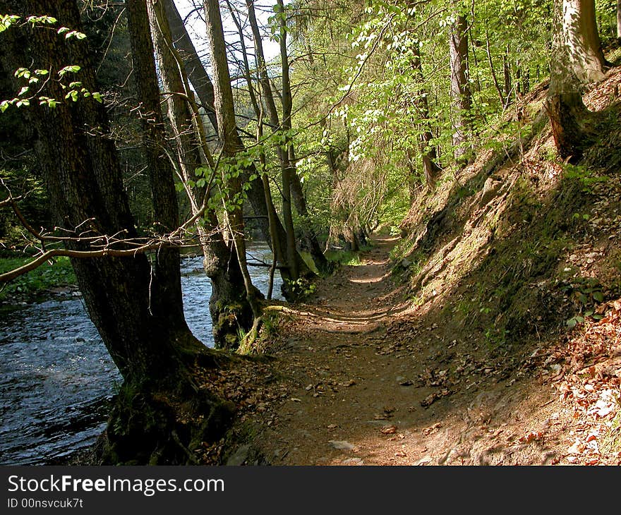 Forest road