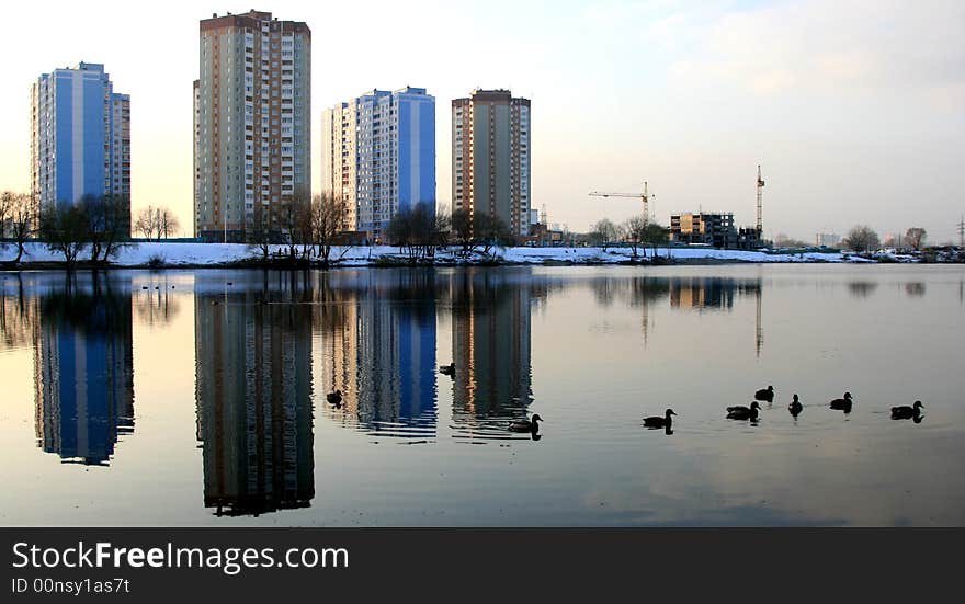 Ducks In The Lake