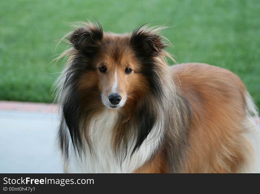 Sheltie 186