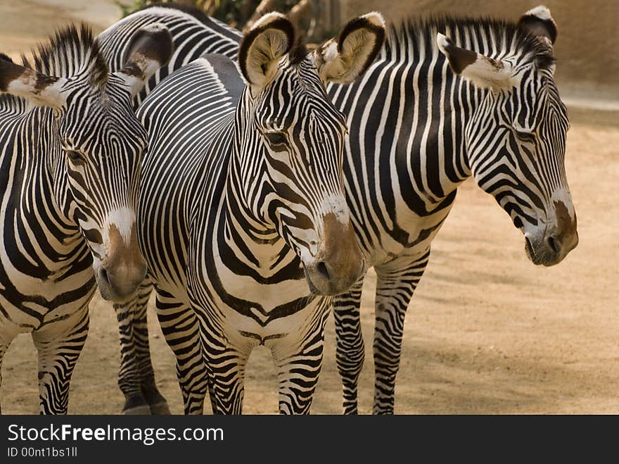 Zebras