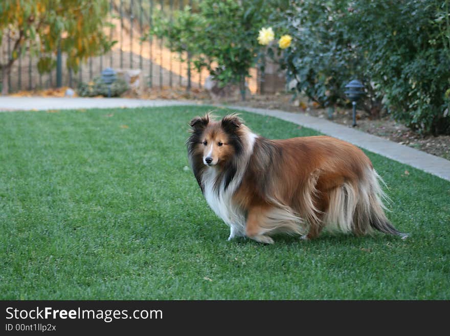 Sheltie 192