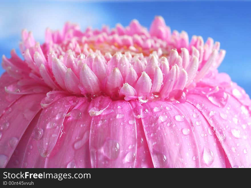 Water drops on pink flower