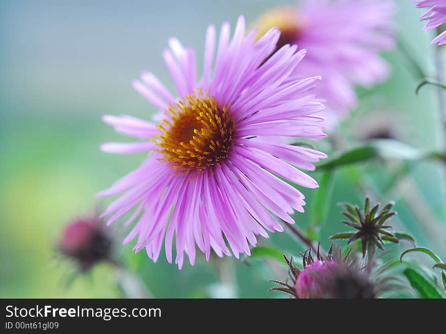 Close up image of pink aster. Close up image of pink aster