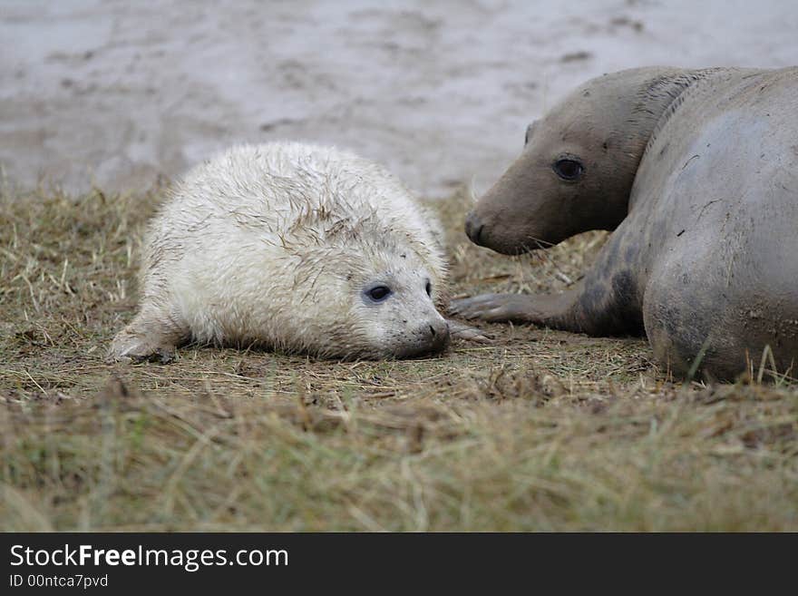 Atlantic Grey Seal cow and pup. Atlantic Grey Seal cow and pup.