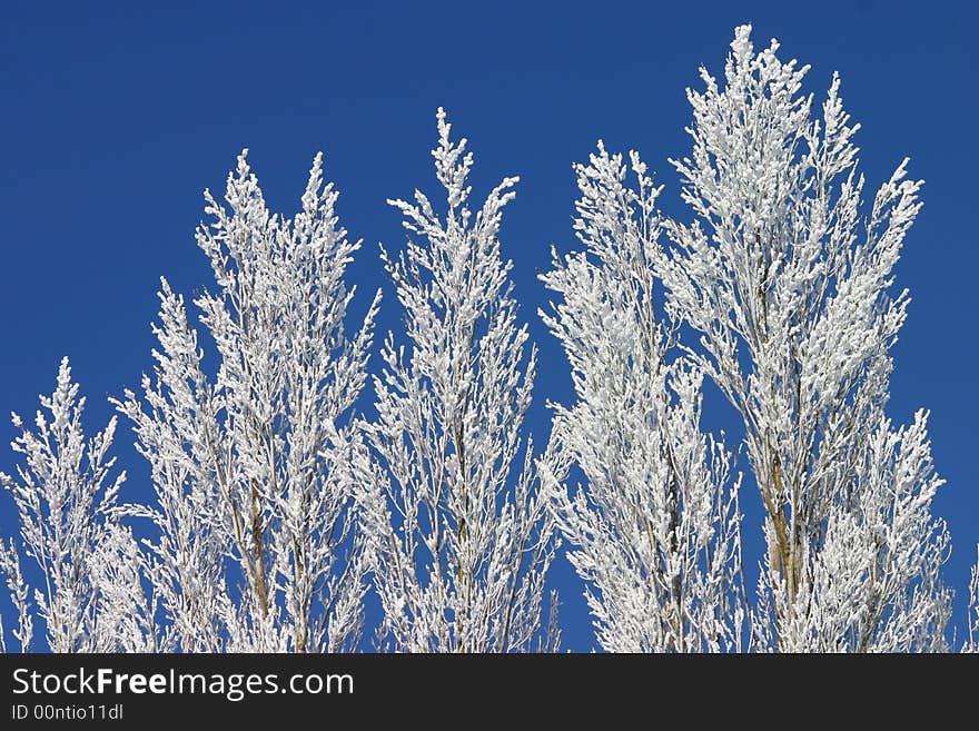 Winter Poplars