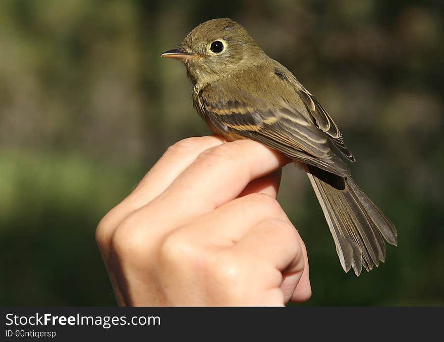 A Pacific-slope/Cordilleran Flycatcher in the hand during banding. A Pacific-slope/Cordilleran Flycatcher in the hand during banding.