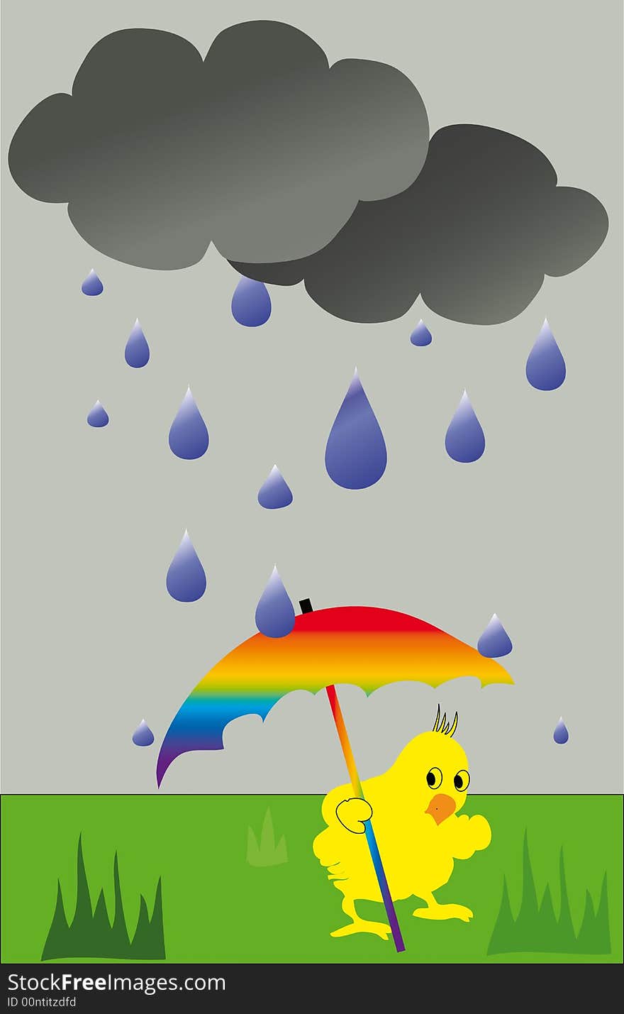 Chicken is walking on the grass in the rain. Chicken is walking on the grass in the rain