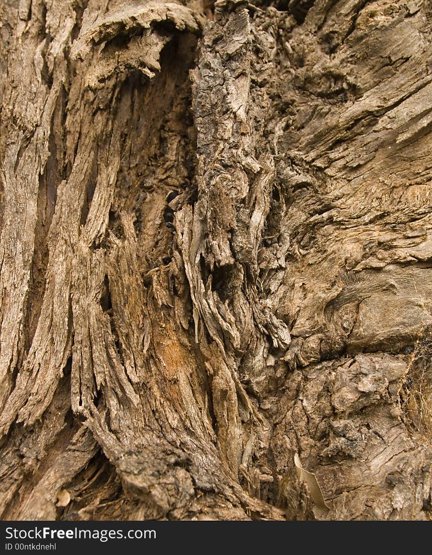 Close up of very old austrlian eucaluptus bark. Close up of very old austrlian eucaluptus bark