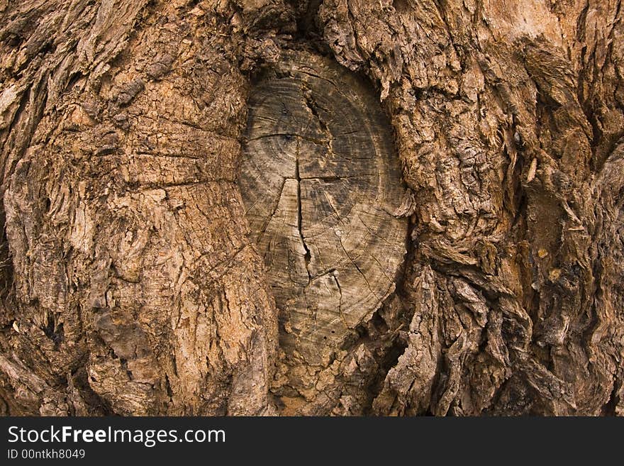 Close up of very old australian eucaluptus bark. Close up of very old australian eucaluptus bark